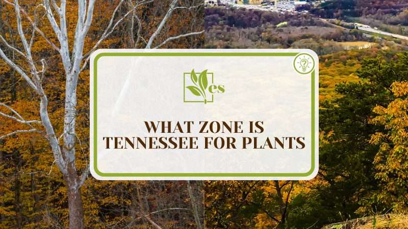 Plants in Tennessee