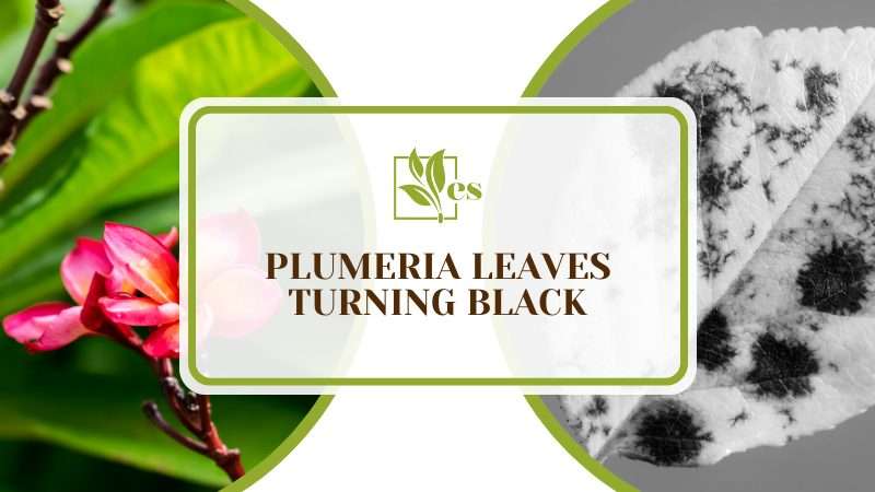 Plumeria Leaves Turning Black