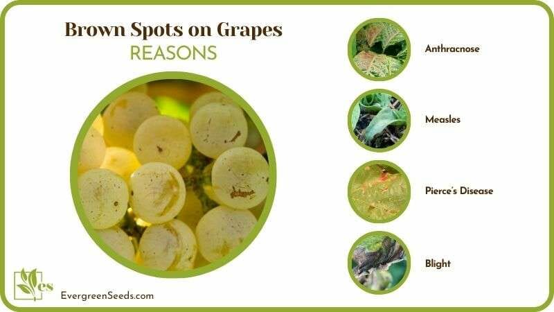 Reasons of Brown Spots on Grapes