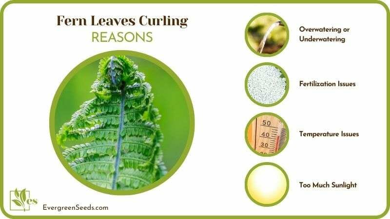 Reasons of Fern Leaves Curling