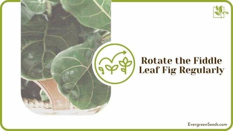 Rotating Fiddle Leaf Fig Regularly