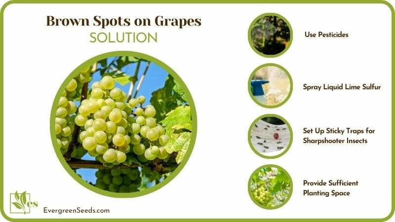 Solutions to Brown Spots on Grapes