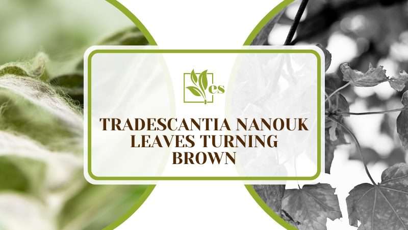 Tradescantia Nanouk Leaves Turning Brown