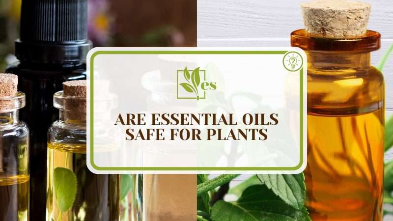 Using Essential Oils on Plants