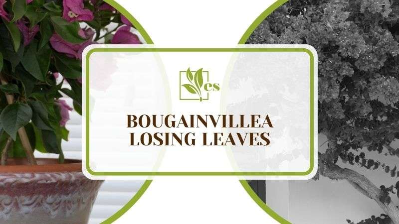 Bougainvillea Losing Leaves
