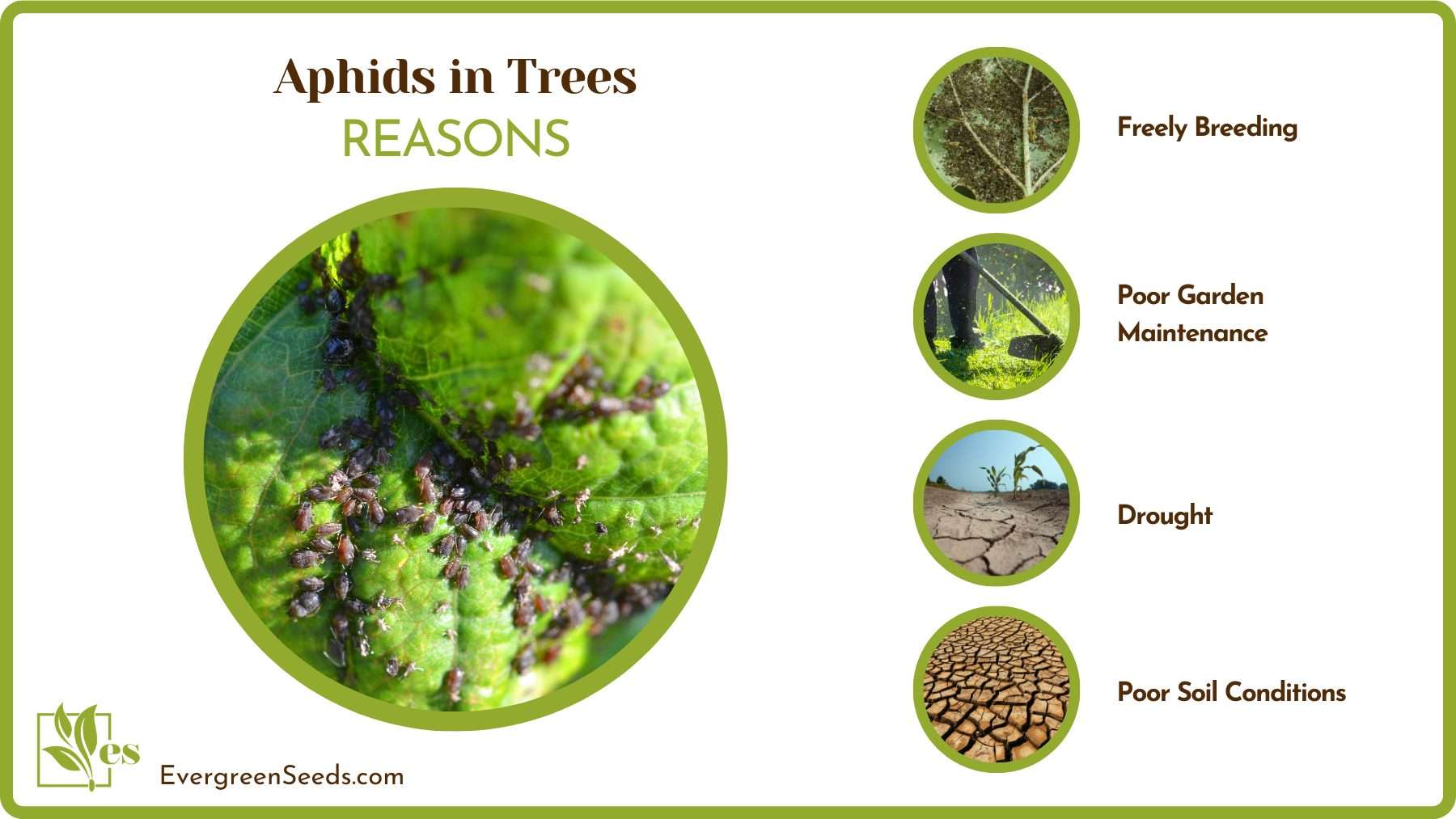 Causes of Aphid Infestation
