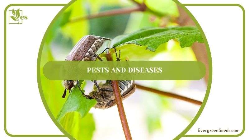 Common Pests in Maple Trees