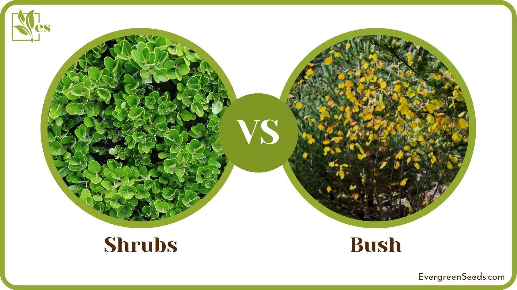Comparison of Shrubs _ Bush