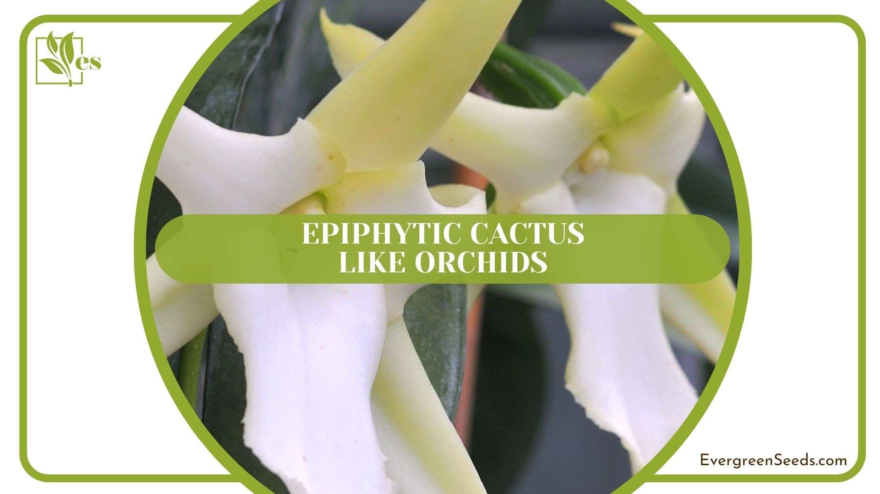 Epiphytic Cactus Like Orchids