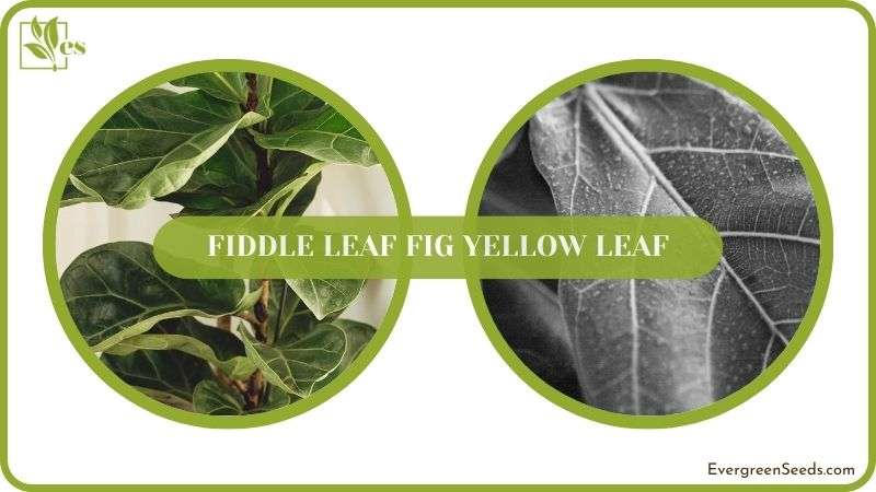 Fiddle Leaf Fig Yellow Leaf Details
