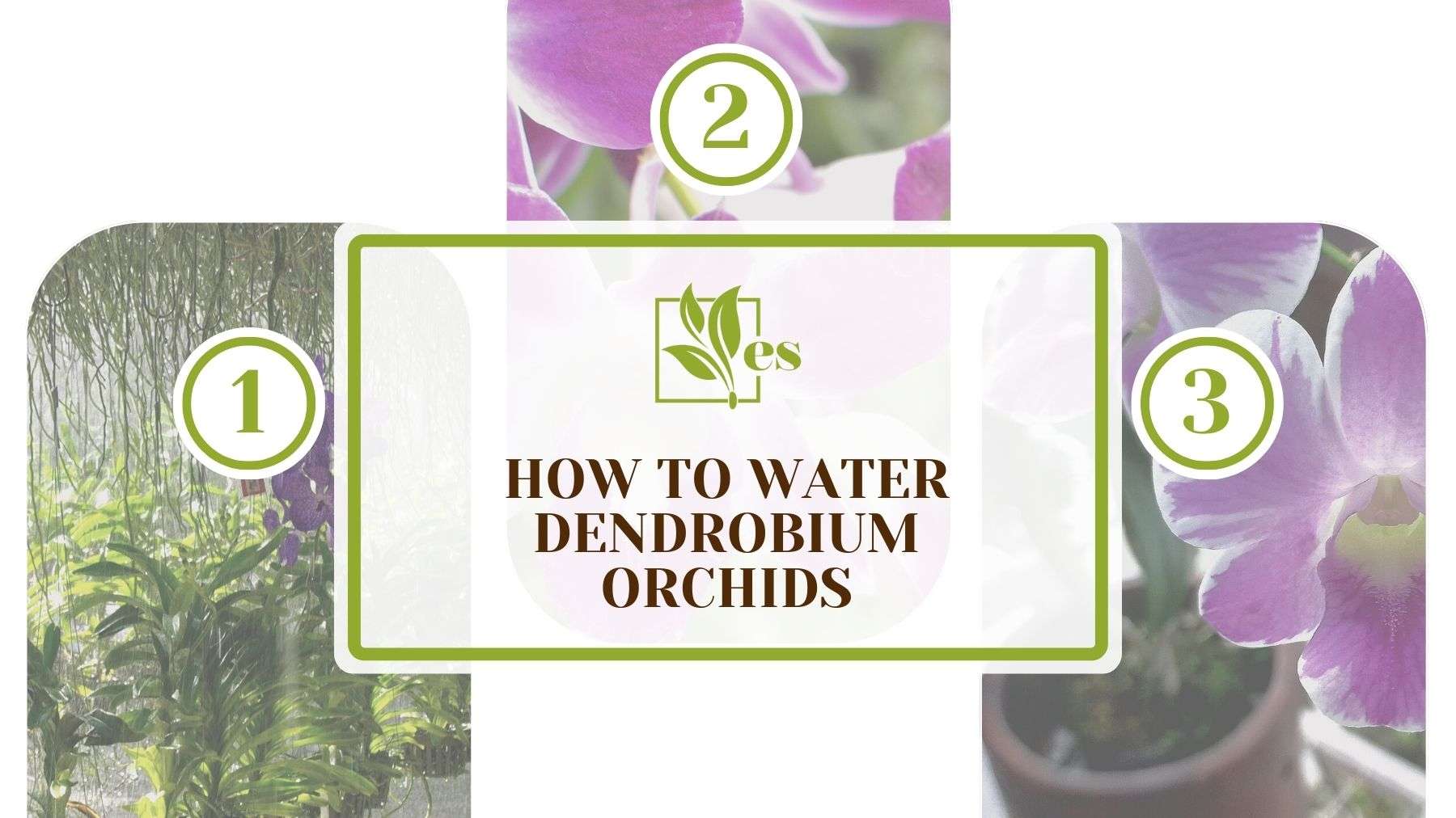 How to Water Dendrobium Orchids