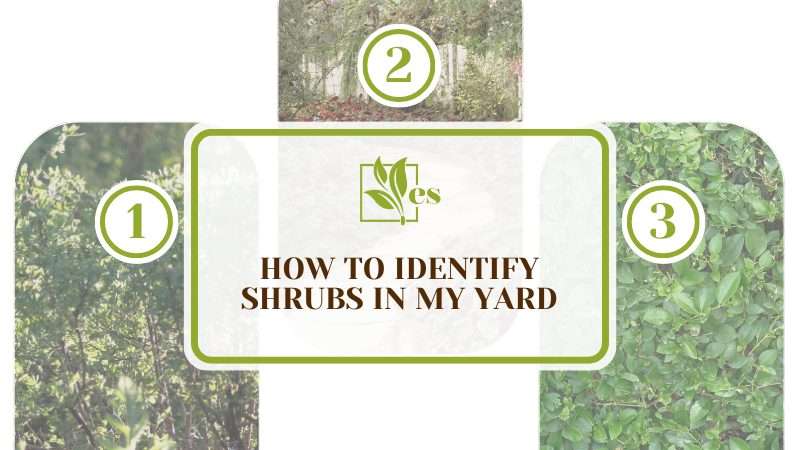 Identify Shrubs in the Yard