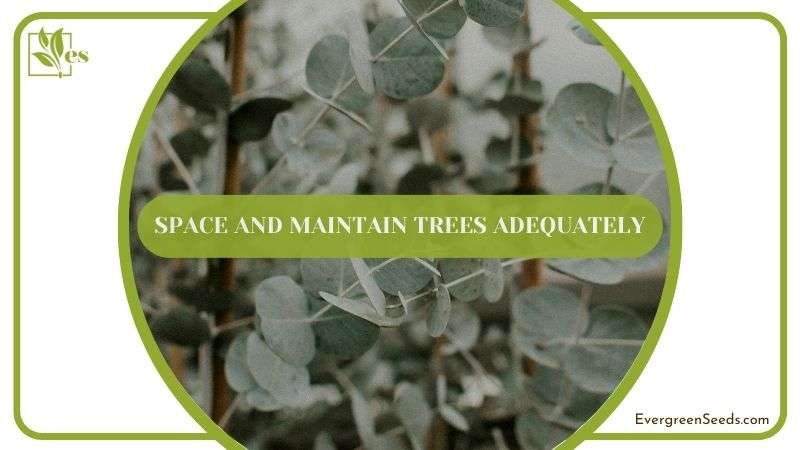 Maintaining Eucalyptus Adequately