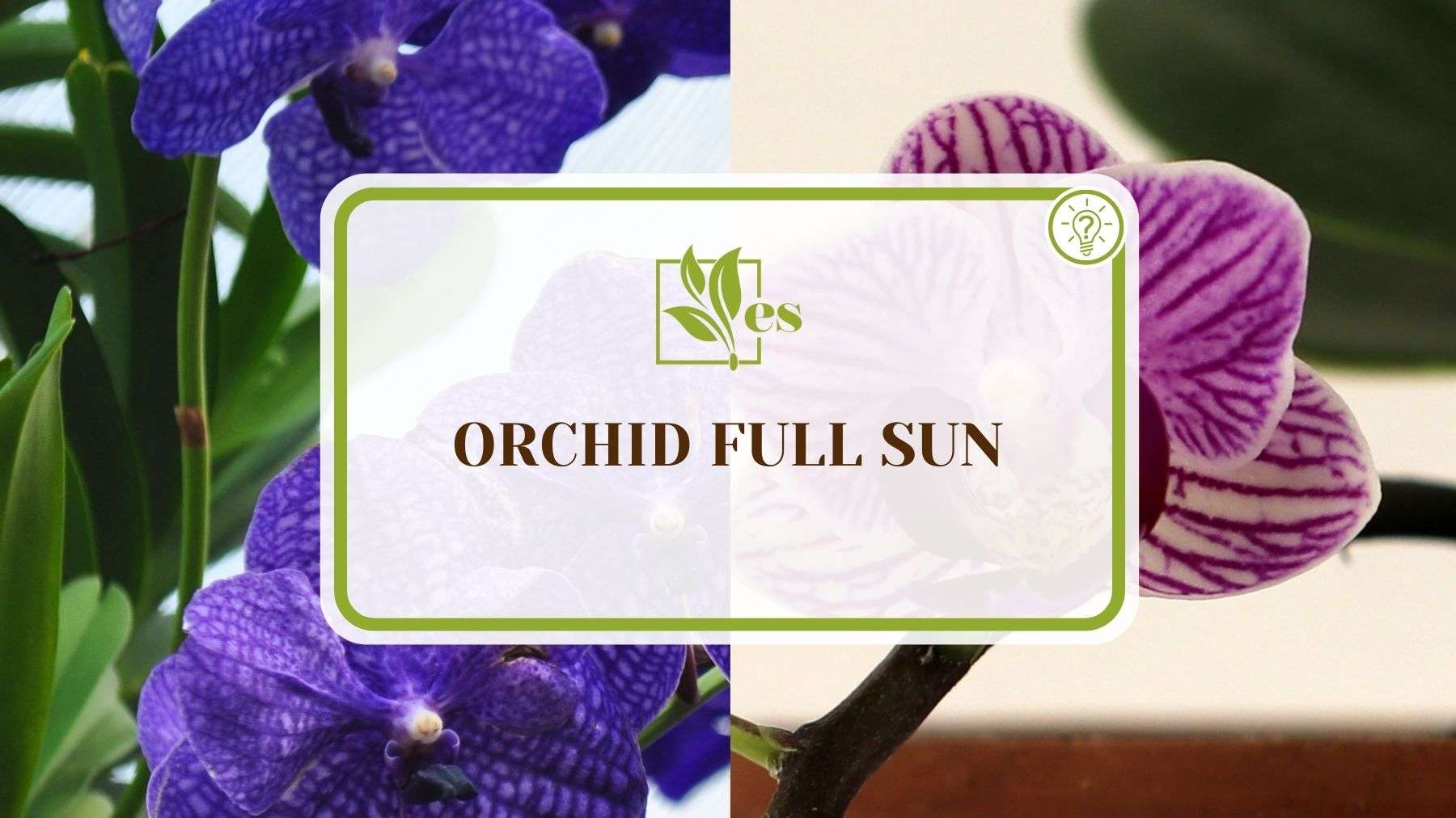Orchid Full Sun