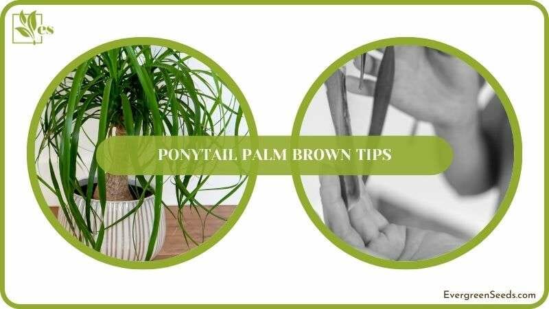 Ponytail Palm Brown Tips Solved