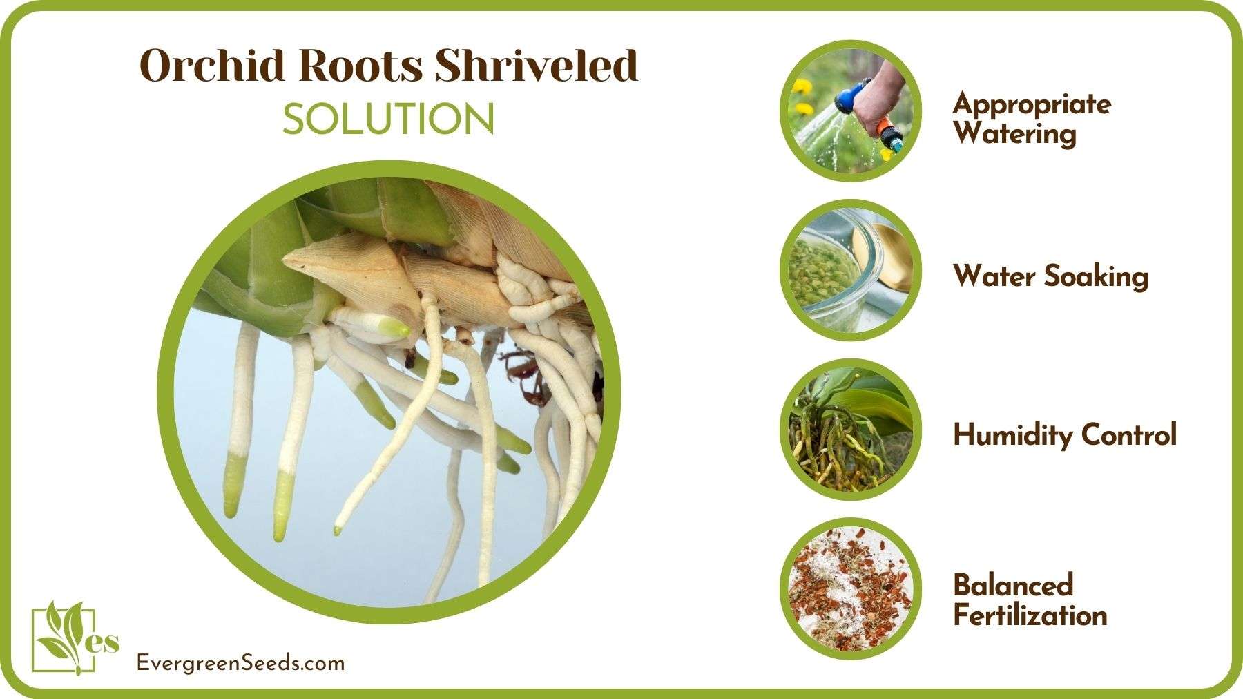 Prevent Orchid Roots Shriveled