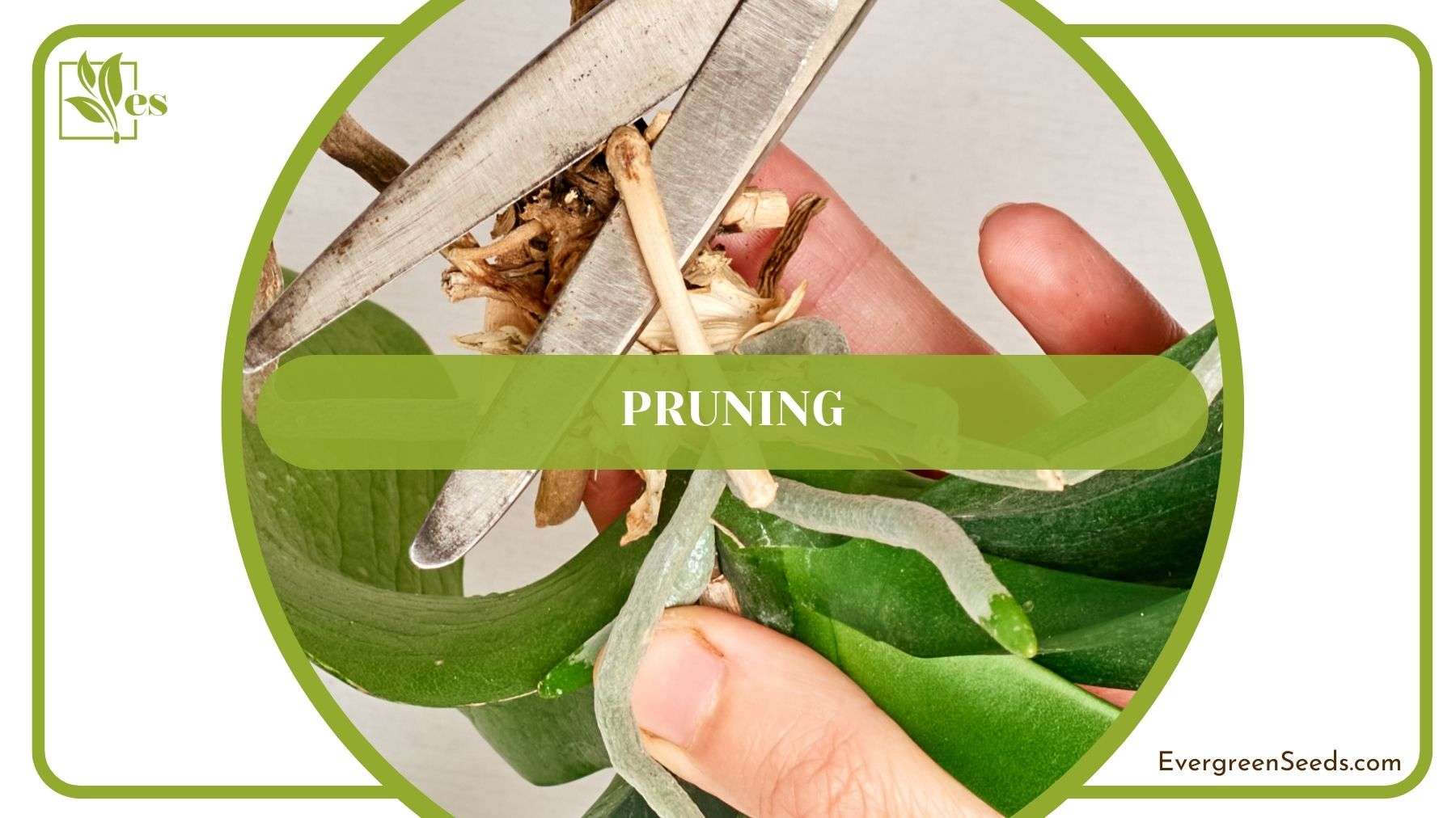 Pruning Orchids at Home