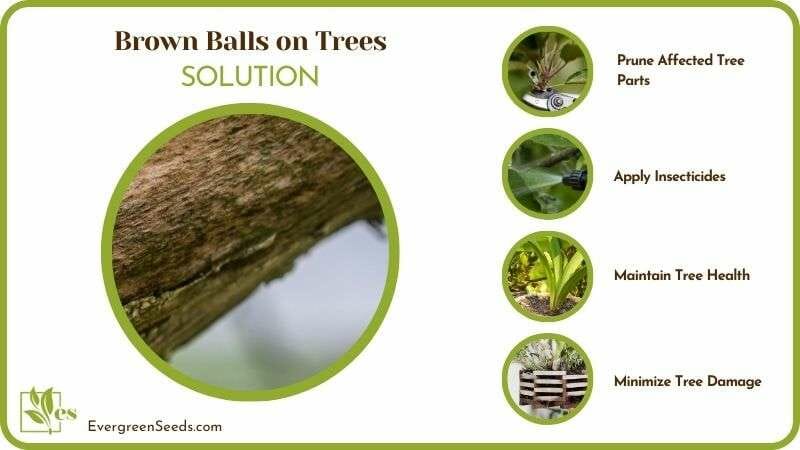 Remedies for Brown Balls on Trees