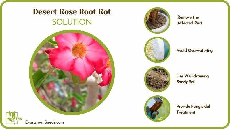 Remedies for Desert Rose Root Rot