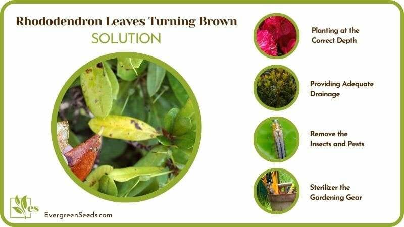 Remedies for Rhododendron Leaves Turning Brown