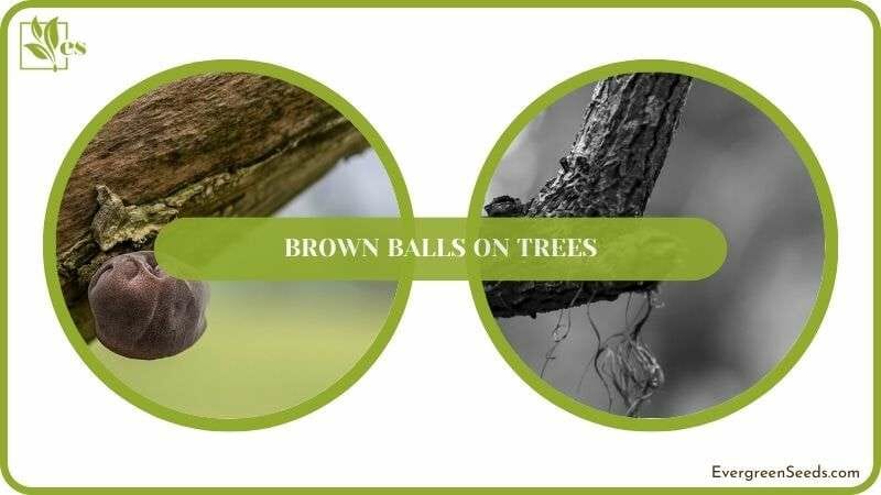 Solving Brown Balls on Trees