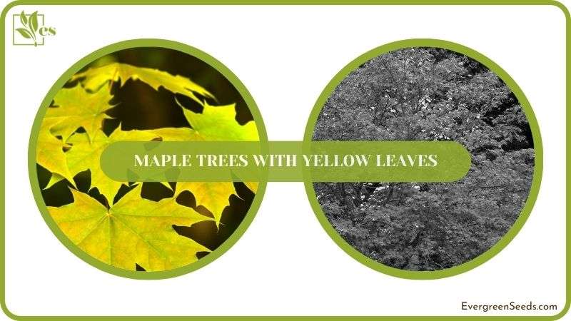 Solving Yellow Leaves Maple Trees