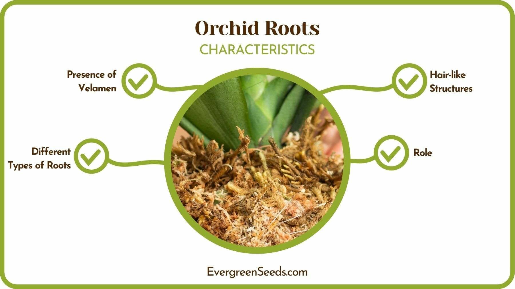 Specifications of Orchid Roots