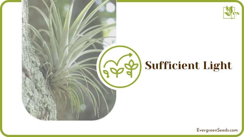 Sufficient Light for Air Plants