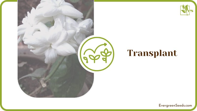 Transplanting Process of Gardenia
