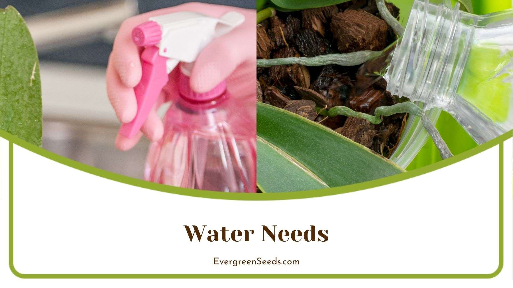 Water Needs for Orchids