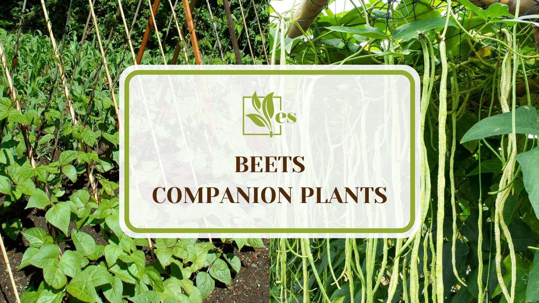 15 Beets Companion Plants