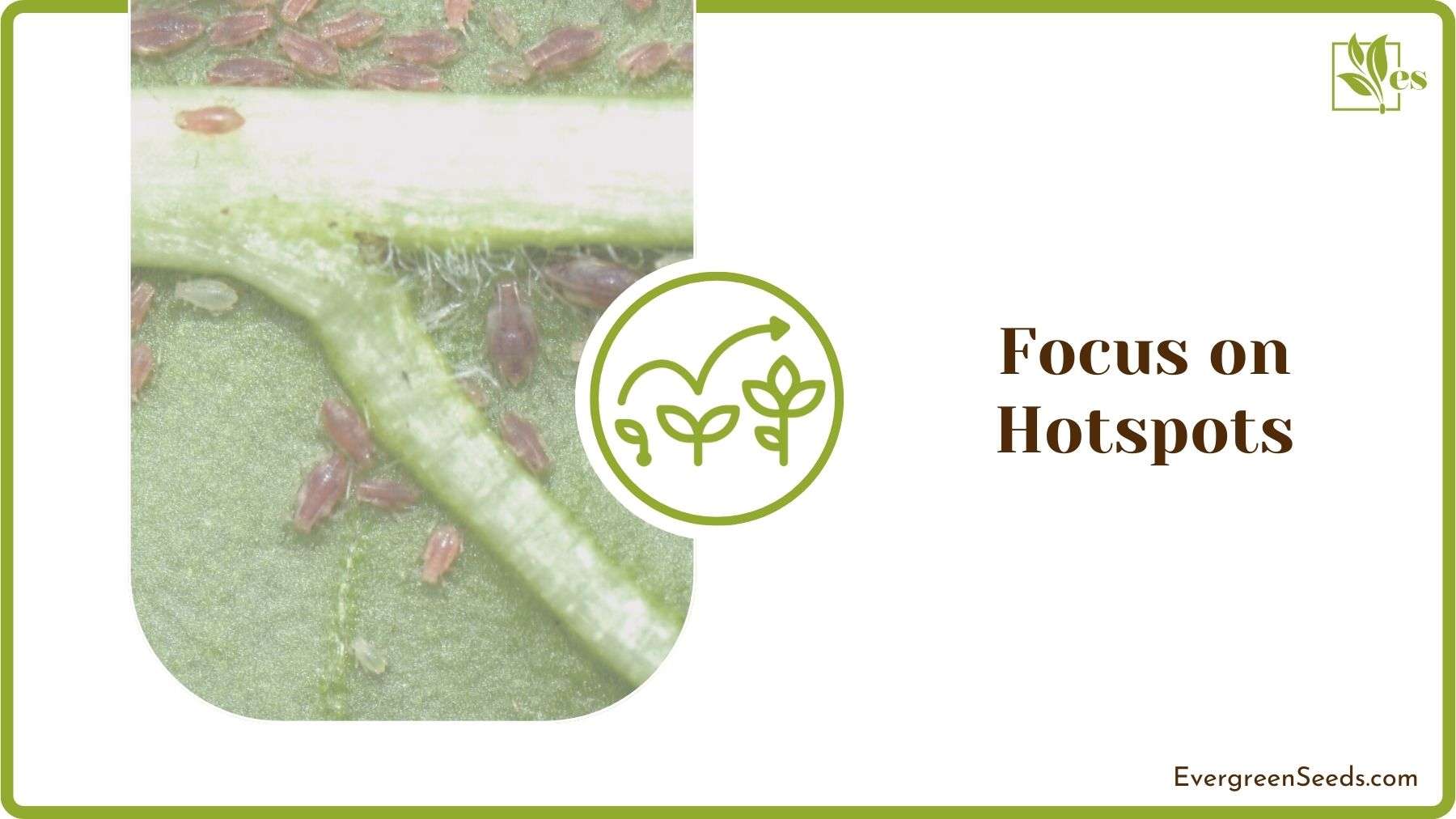 Aphid Hotspots in Plant