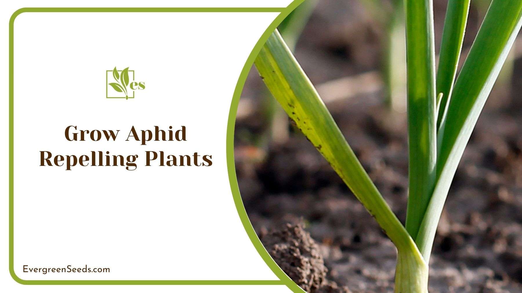 Aphid Repelling Plants