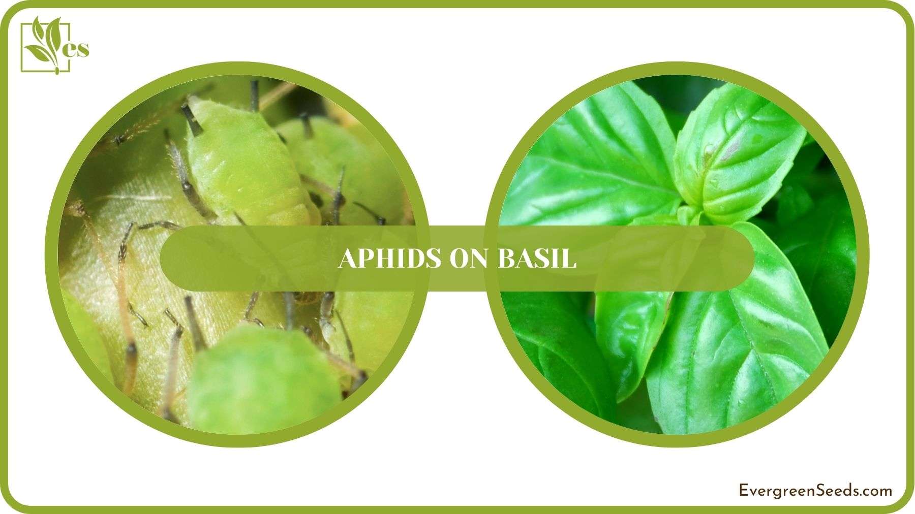 Aphids on Basil