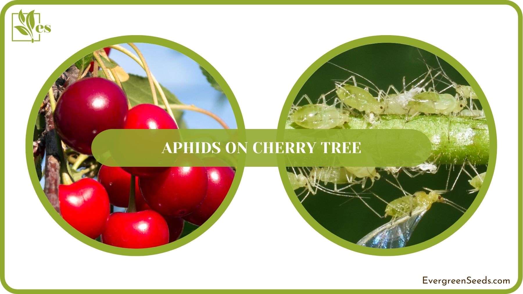 Aphids on Cherry Tree Solved