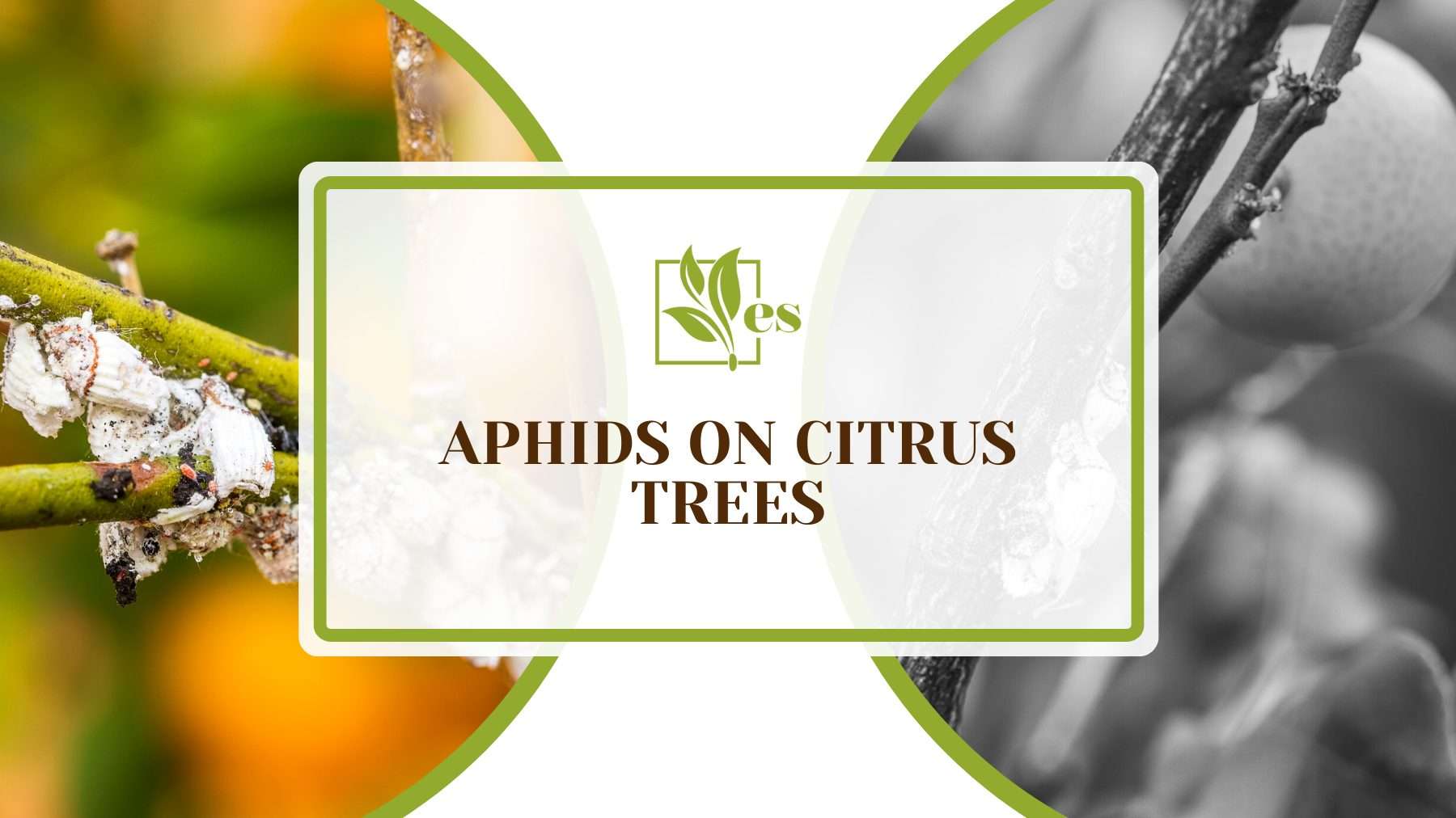 Aphids on Citrus Trees