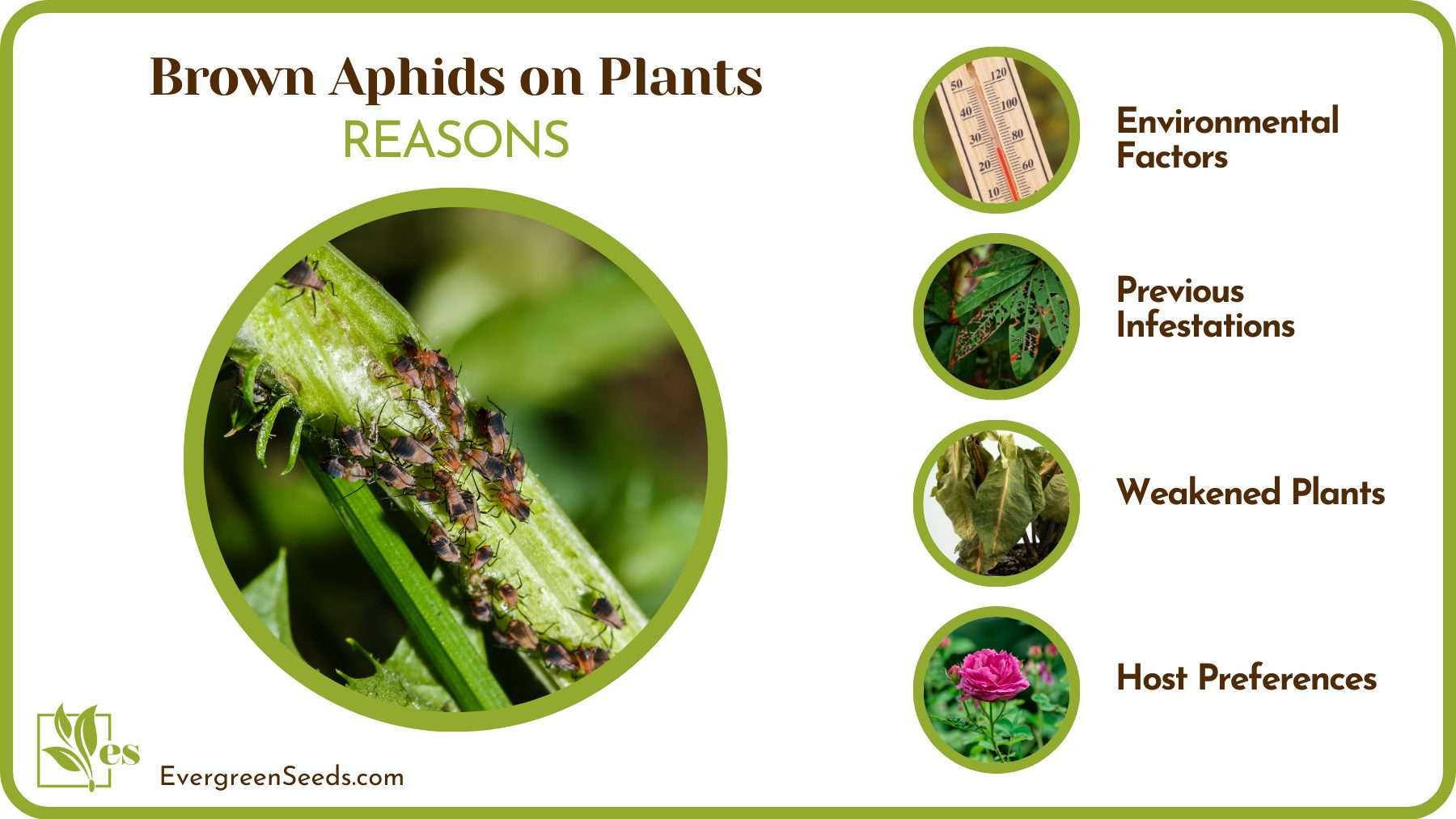 Causes of Having Brown Aphids on Plants