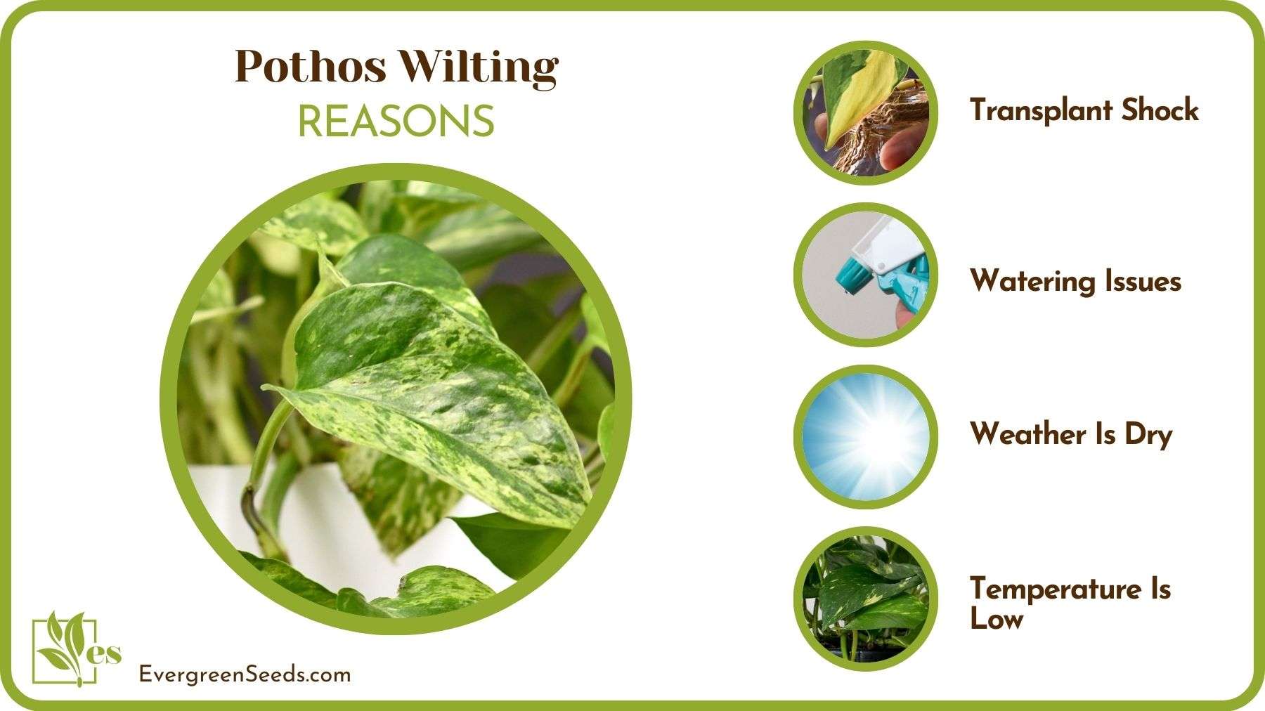 Causes of Pothos Wilting Leaves