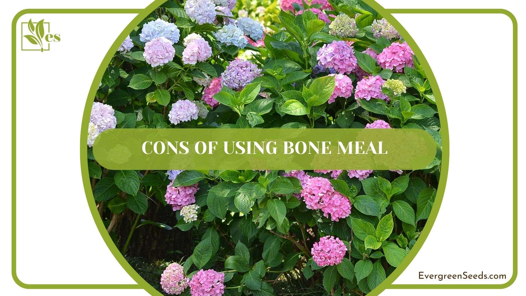 Cons of Using Bone Meal