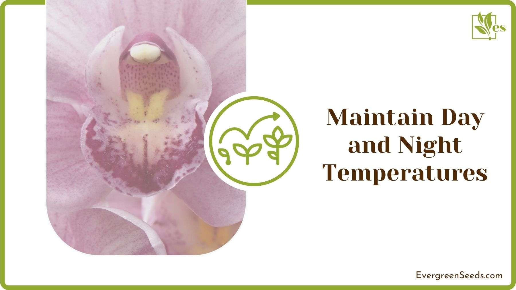 Day and Night Temperatures for Orchids