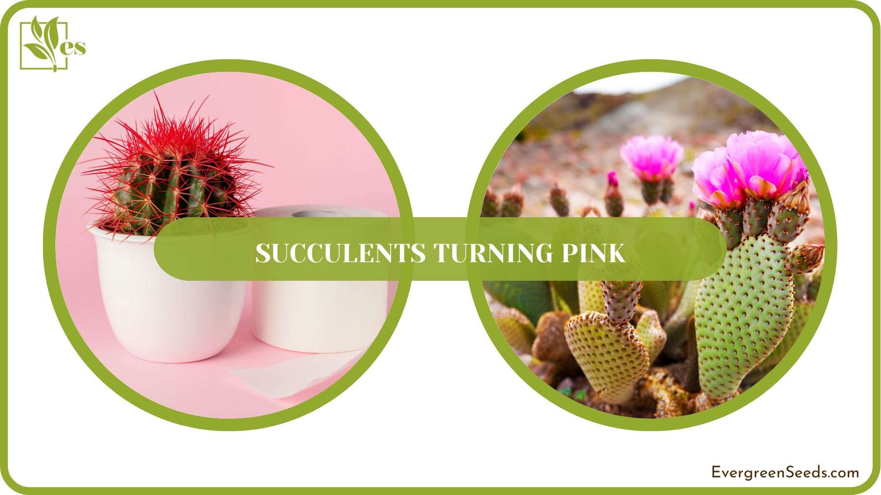 Dazzling Pink Cactus