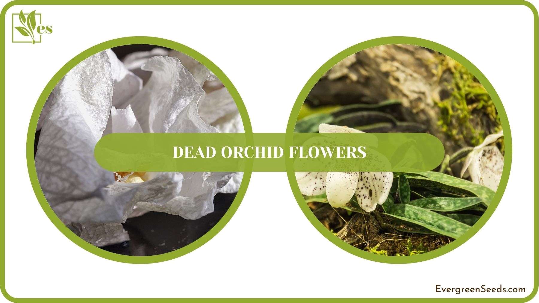 Dead Orchid Flowers Solved