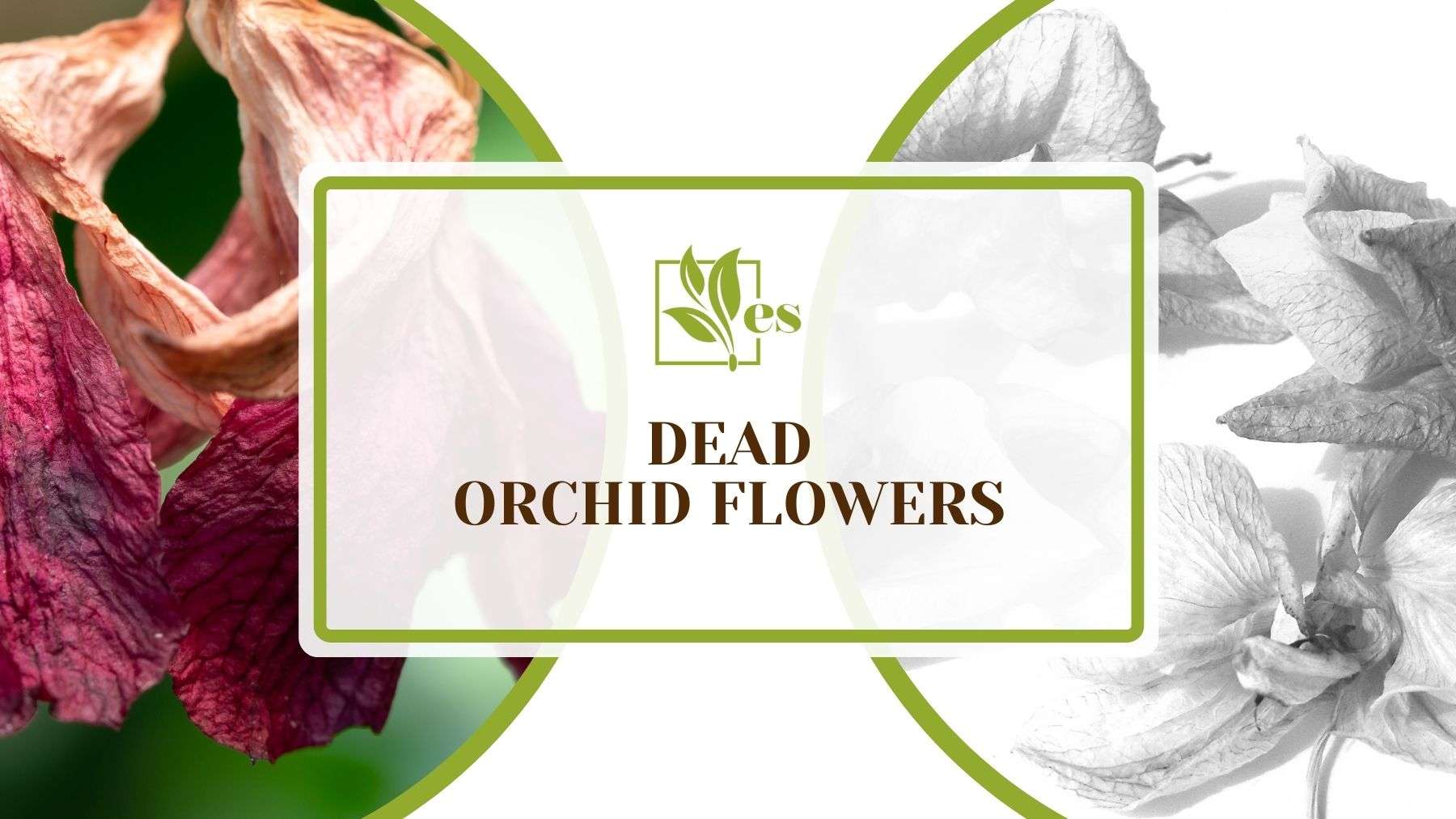 Dead Orchid Flowers