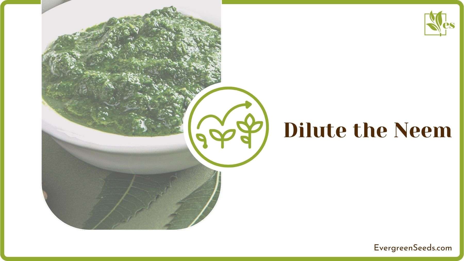 Diluting Pure Neem