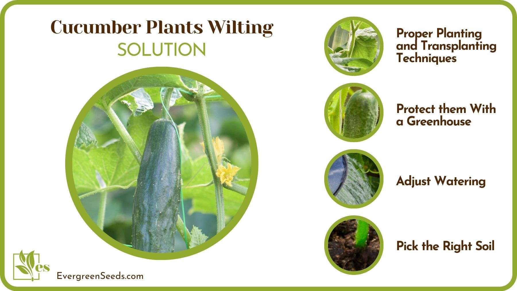 Fixes for Cucumber Plants Wilting