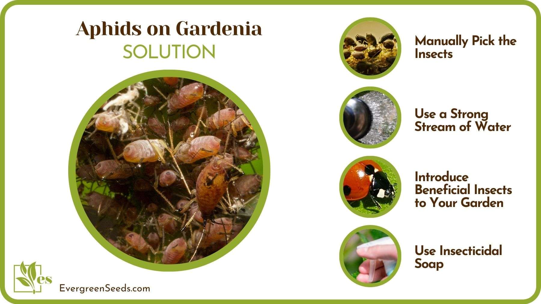 Getting Rid of Aphids From Gardenias