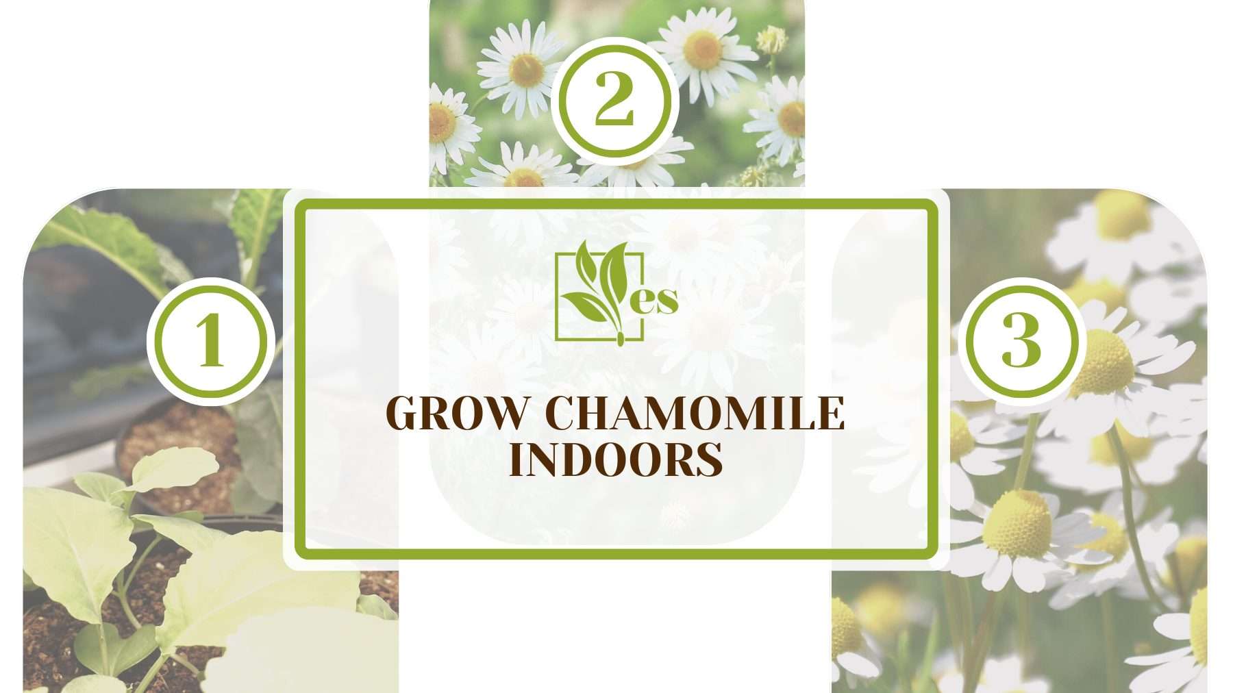 Grow Chamomile Indoors