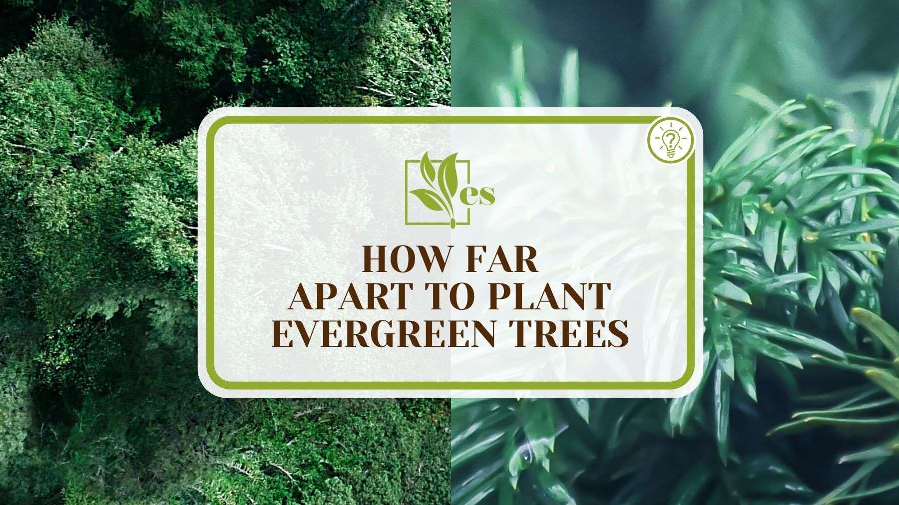 How Far Apart to Plant Evergreen Trees