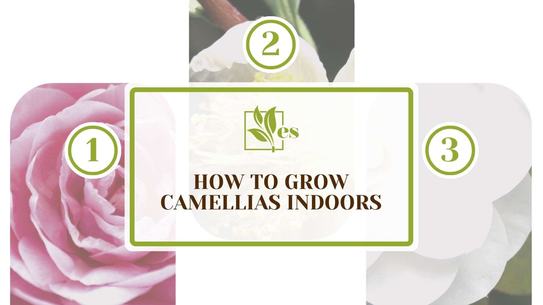 How To Grow Camellias Indoors