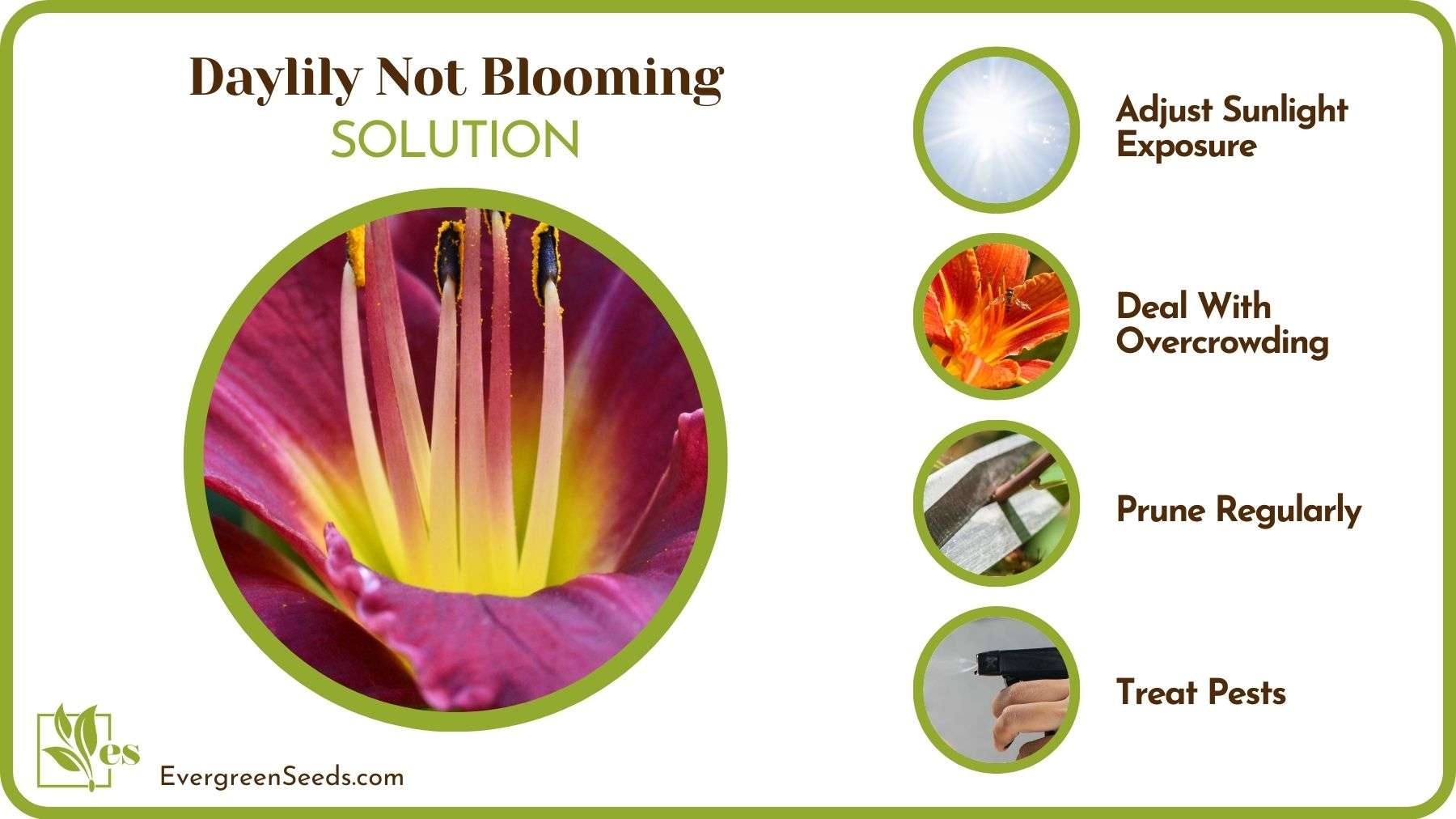 How To Help Daylily To Bloom